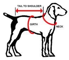 Dog Measurements Diagram Neck Girth Shoulders