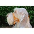 Dogmatic Head Collar Size 3L Gold